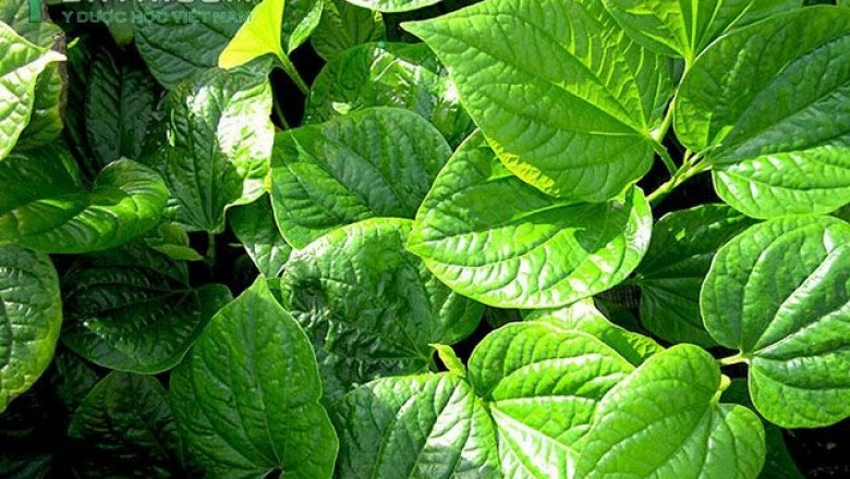Cây dược liệu cây Lá lốt hay Tất bát - Piper lolot L
