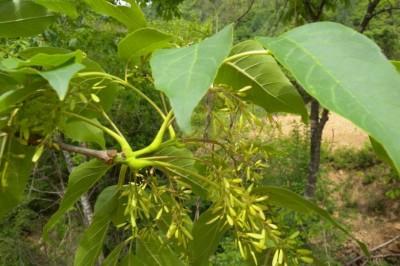Cây dược liệu cây Tần, tần Trung Quốc, Trăn tầu - Fraxinus chinensis Roxb