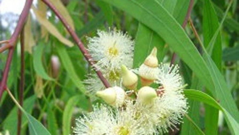Cây dược liệu cây Bạch đàn lá liễu, Khuynh diệp thò - Eucalyptus exserta F.v Muell