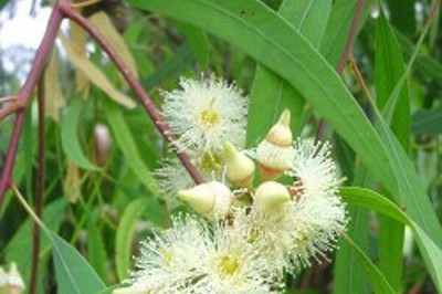 Cây dược liệu cây Bạch đàn lá liễu, Khuynh diệp thò - Eucalyptus exserta F.v Muell