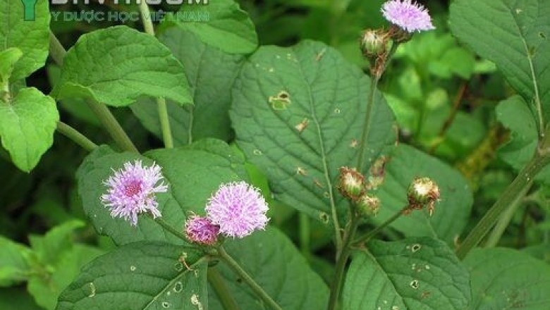 Cây dược liệu cây Bạch đầu nhỏ, Cúc bạc đầu - Vernonia patula (Dryand.) Merr