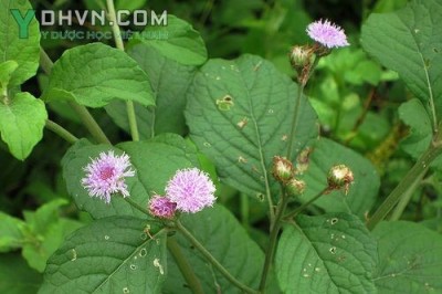 Cây dược liệu cây Bạch đầu nhỏ, Cúc bạc đầu - Vernonia patula (Dryand.) Merr