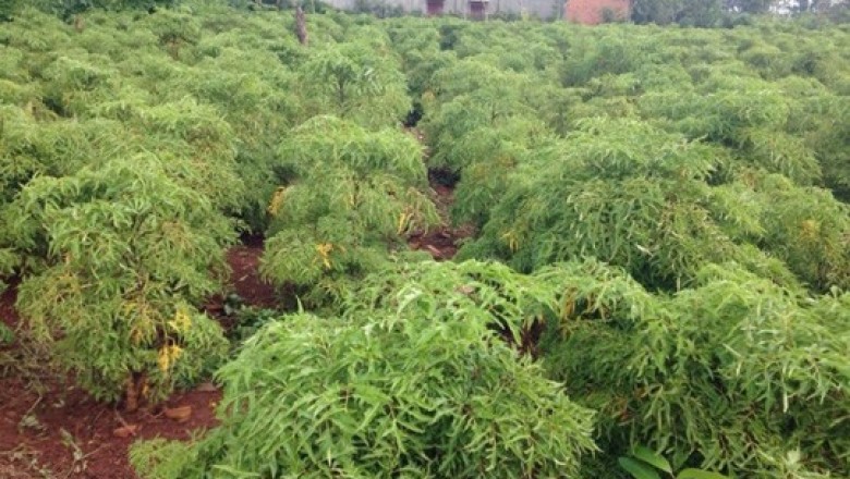 Trồng cây Dược Liệu có biệt danh sâm của người nghèo, thu lãi 200 triệu