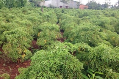 Trồng cây Dược Liệu có biệt danh sâm của người nghèo, thu lãi 200 triệu