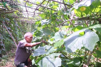 Lạng Sơn: Tỉnh đầu tiên đưa cử nhân về làm nông dân ở 10 hợp tác xã nông nghiệp sạch