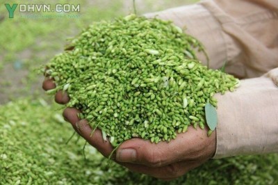 Chữa đau đầu khi thay đổi thời tiết với cây hoa hòe: theo Bác sĩ Trần Thị Hải