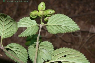 6 bài thuốc hay từ cây sản đắng, khổ huyền sâm, ngư đảm thảo: theo Bác sĩ Nguyễn Hữu