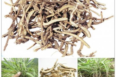 Thảo Dược Sài hồ, sài diệp sài hồ, trúc diệp sài hồ, bắc sài hồ, trị cảm sốt, viêm gan mật: theo BS. Tiểu Lan