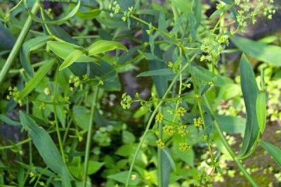 Cây dược liệu cây Sài hồ, diệp sài hồ, trúc diệp sài hồ, bắc sài hồ - Bupleurum chinesnis DC