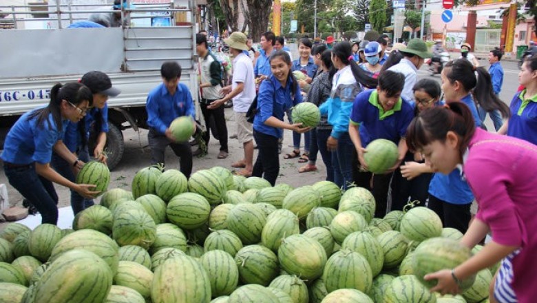 Vì sao Dưa hấu Quảng Nam ế ẩm kêu gọi 'giải cứu'