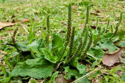 Rau móng ngựa còn gọi là mã đề hay là xa tiền thảo, lợi tiểu, giảm ho: theo BS. Phó Thuần Hương