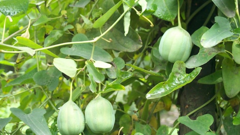 Cây dược liệu cây Rễ gió, Sơn dịch vặn - Aristolochia contorta Bunge