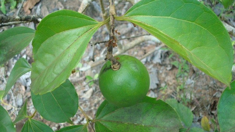 Cây dược liệu cây Mã tiền - Strychnos nux-vomica L