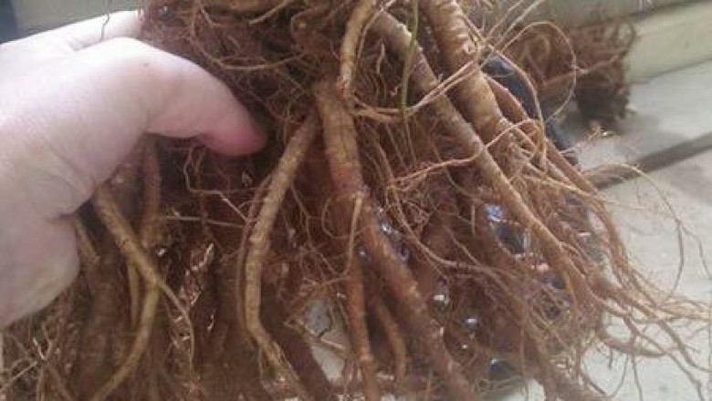Cây Sâm đương quy, Vị thuốc chủ yếu trong các bệnh phụ khoa: theo Lương y Minh Chánh