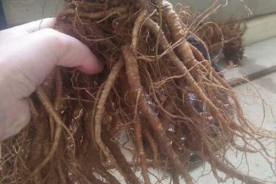 Cây Sâm đương quy, Vị thuốc chủ yếu trong các bệnh phụ khoa: theo Lương y Minh Chánh