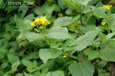 Cây dược liệu cây Rau mui, Cúc biển, Sài đất hai hoa - Wedelia biflora (L) DC (Verbesina biflora L)