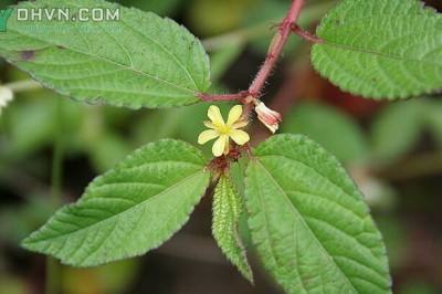 Rau đay giải nhiệt, nhuận tràng: theo Bác sĩ Thu Vân