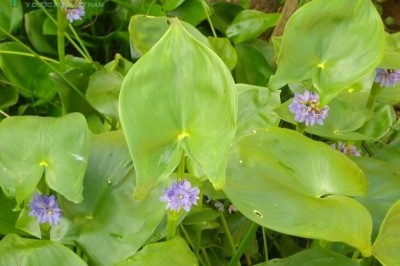 Cây Rau mác giải nhiệt, tiêu độc: theo Lương y Hữu Đức