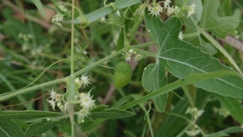 Cây dược liệu cây Xạ hùng mềm, Bình trấp - Actinostemma tenerum Griff