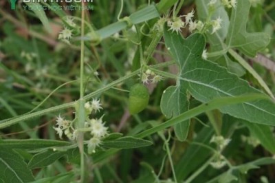 Cây dược liệu cây Xạ hùng mềm, Bình trấp - Actinostemma tenerum Griff