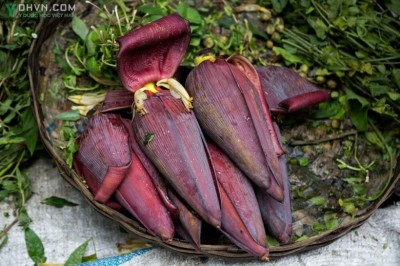 Những công dụng chữa bệnh từ Hoa chuối: theo Bác sĩ Nguyễn Thị Nga