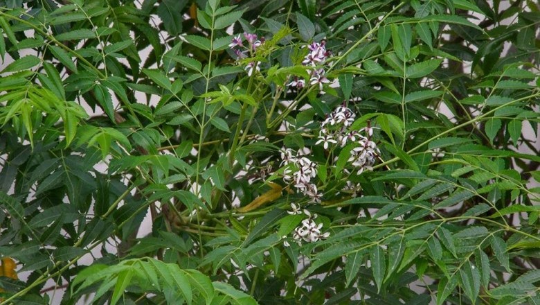 Cây dược liệu cây Xoan quả to - Melia toosendan Sieb. et. Zucc