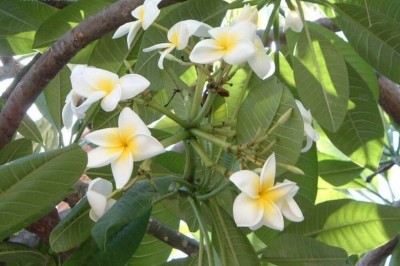 Cây dược liệu cây Ðại, Ðại hoa trắng - Plummeria rubra L. var. acutifolia (Poir.) Bail (P. acutifolia Poir, P. acuminata Ait.) 