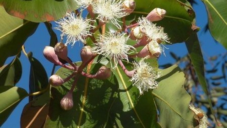 Cây dược liệu cây Bạch đàn xanh, Bạch đàn tròn - Eucalyptus globulus Labill