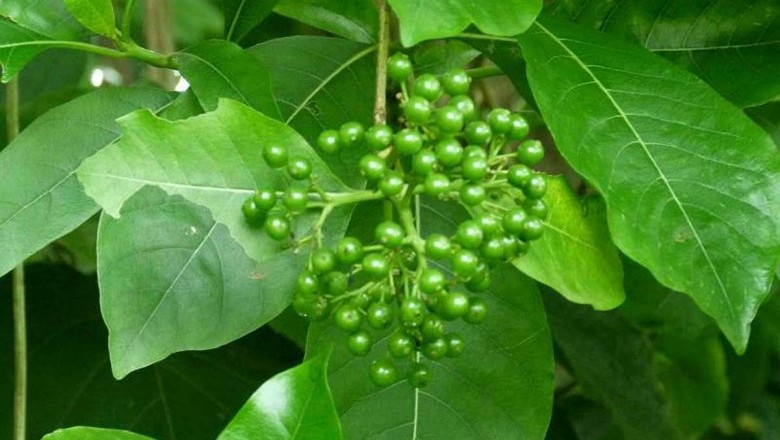 Cây dược liệu cây Giọt sành, Bã mía, Thanh táo rừng - Pavetta indica L