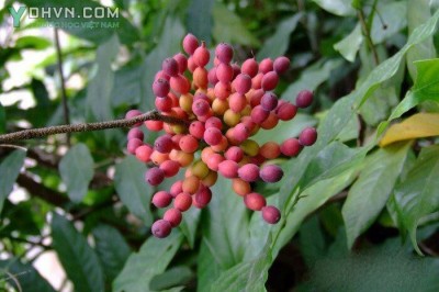 Cây dược liệu cây Giẻ, Hoa dẻ thơm, Nối côi, Chập chại - Desmos chinensis Lour