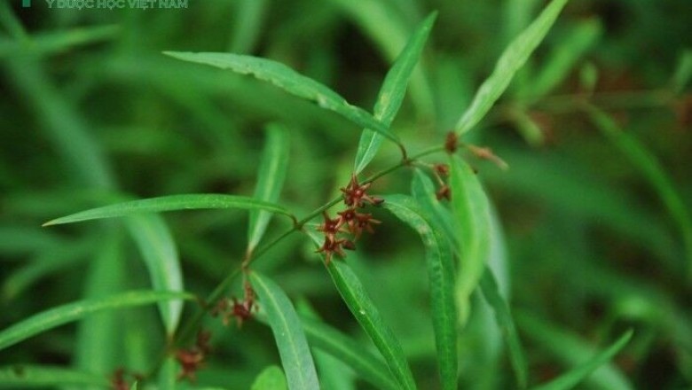 Cây dược liệu cây Bạch tiền lá liễu - Cynanchum stauntonii (Decne) Schltr. et Lévi