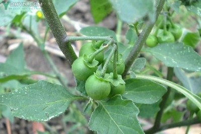 Cây lu lu đực, thù lù đực, cây nụ áo, thanh nhiệt, giải độc, hoạt huyết, tiêu thũng: theo BS. HOÀNG XUÂN ĐẠI