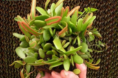 Cây dược liệu cây Lưỡi mèo tai chuột - Pyrrosia lanceolata (L.) Farw. (P. adnascens (Sw.) Ching)