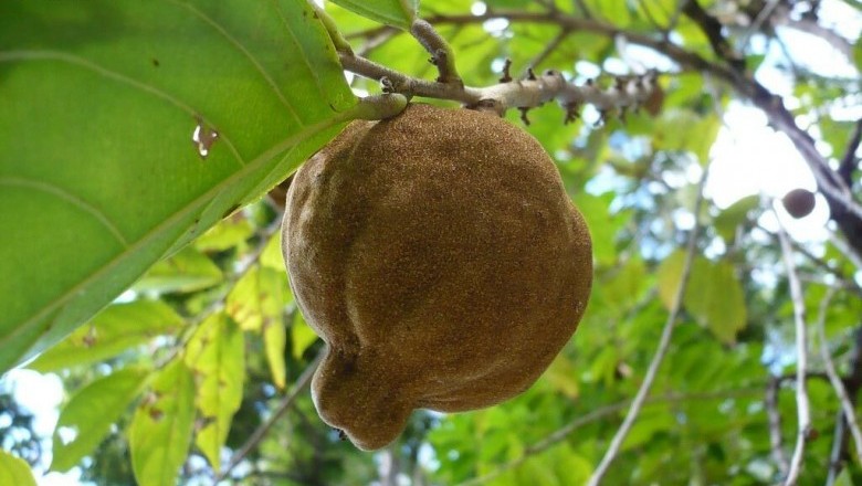 Cây dược liệu cây Lọ nồi, Nang trứng - Hydnocarpus kurzii (King) Warb