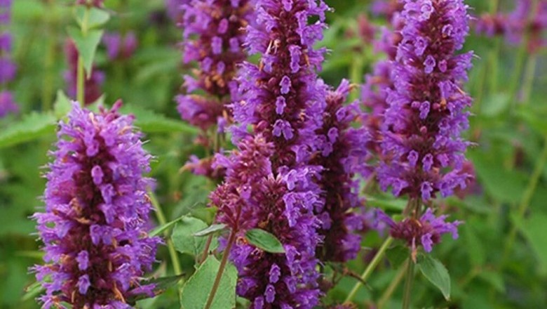 Cây dược liệu cây Hoắc hương núi - Agastache rugosa (Fisech. et Mey.) O. Kize