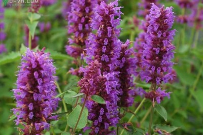 Cây dược liệu cây Hoắc hương núi - Agastache rugosa (Fisech. et Mey.) O. Kize