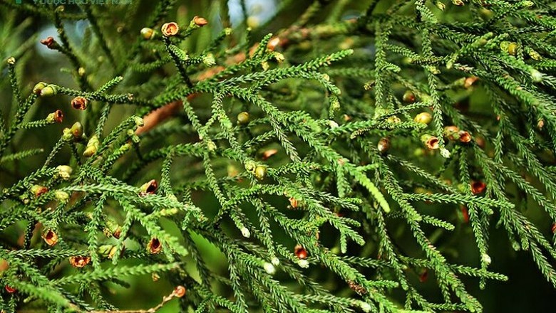 Cây dược liệu cây Hoàng đàn giả, Thông vẩy - Dacrydium elatum (Roxb.), Wall ex Hook. (D. pierrei Hick.)