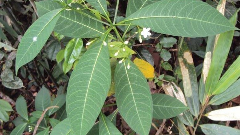 Công dụng và tác dụng, cách dùng, bài thuốc chữa bệnh từ cây Ba gạc: theo BS.CKII. HUỲNH TẤN VŨ