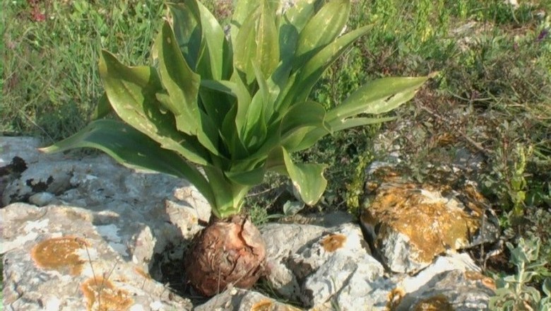 Cây dược liệu Cây Hành biển - Scilla maritima L. (Urginea maritima (L.) Bak.)