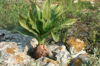 Cây dược liệu Cây Hành biển - Scilla maritima L. (Urginea maritima (L.) Bak.)