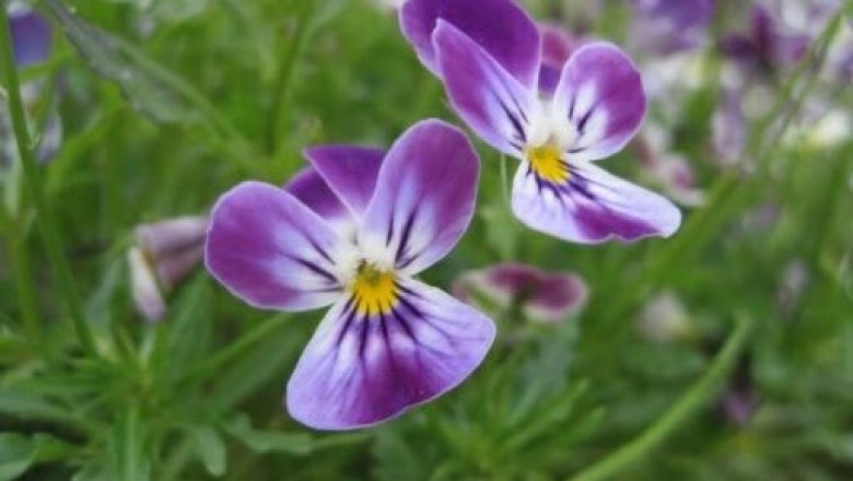 Cây dược liệu cây Hoa bươm bướm, Hoa păng xê - Viola tricolor L