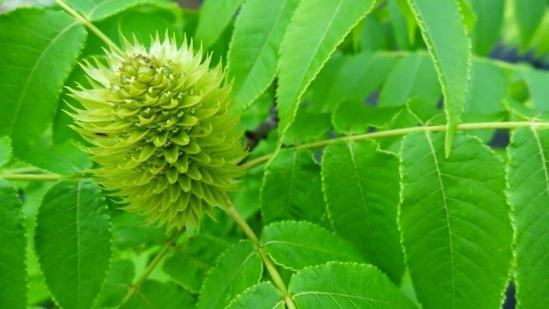 Cây dược liệu cây Hóa hương, Hương núi, Hồ đào núi - Platycarya strobilacea Sieb. et Zucc