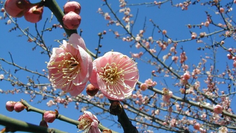 Cây dược liệu cây Mơ, mơ ta, mơ Đông Á, mơ mai hay mai - Prunus mume (Sieh) Sleb. et Zucc