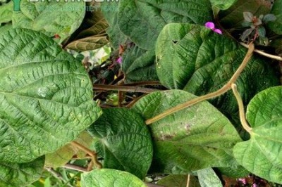 Cây dược liệu cây Mã đậu linh, Cây khố rách - Aristolochia kwangsiensis Chum et How