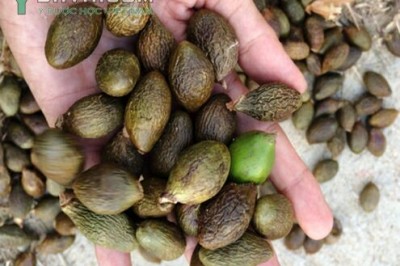 Những Bài thuốc đông y chữa khàn tiếng: theo DS. Phạm Hinh