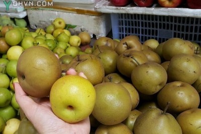 Cây dược liệu cây Mắc coọc, Lê rừng - Pyrus pashia Buch - Ham ex D. Don