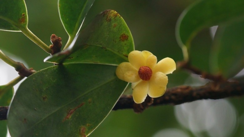 Cây dược liệu cây Nắm cơm, Xưu xe tạp - Kadsura heteroclita (Roxb.) Graib