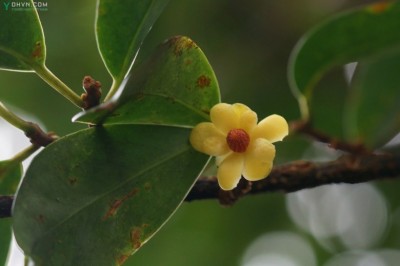 Cây dược liệu cây Nắm cơm, Xưu xe tạp - Kadsura heteroclita (Roxb.) Graib