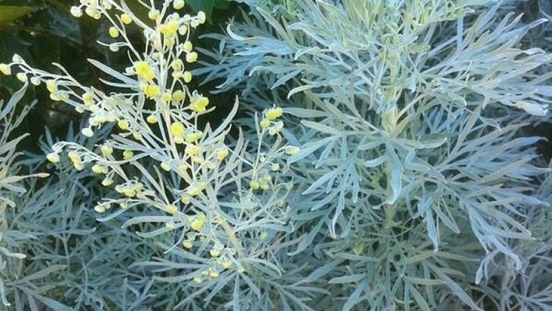 Cây dược liệu cây Ngải đắng, Ngải áp xanh - Artemisia absinthium L