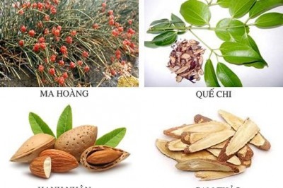 Cách trị hen phế quản mạn tính an toàn và hiệu quả bằng bài thuốc đông y Ma Hoàng Thang